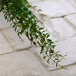 Bed and Breakfast Alvino And Breakfast Λέτσε