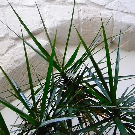 Bed & Breakfast Alvino And Breakfast