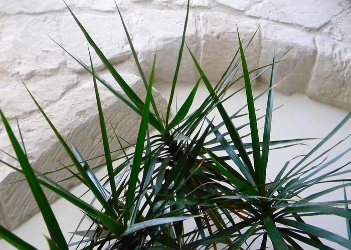 فندق مبيت وإفطار Alvino And Breakfast